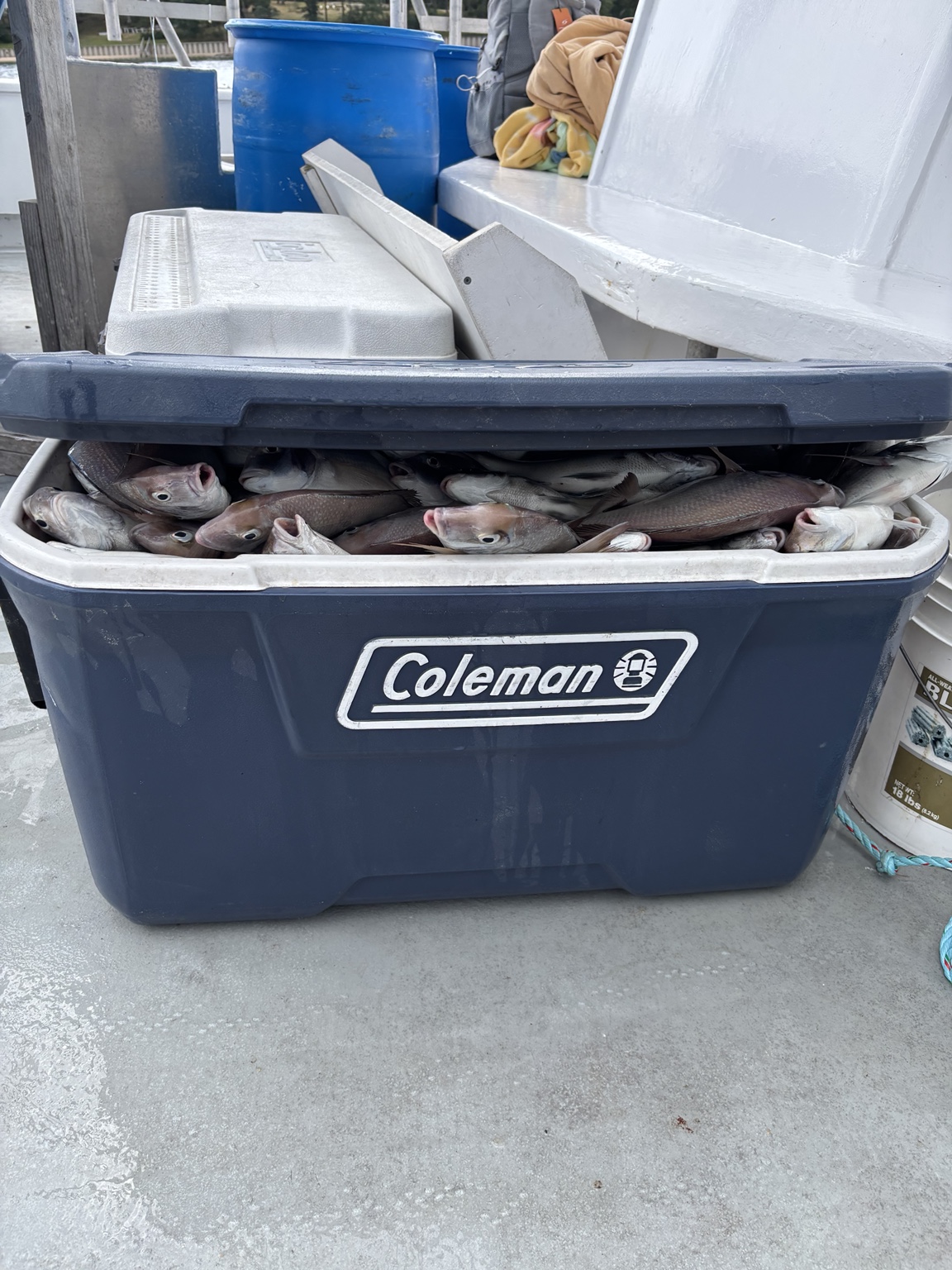 Cooler full of porgies after a Long Island fishing trip