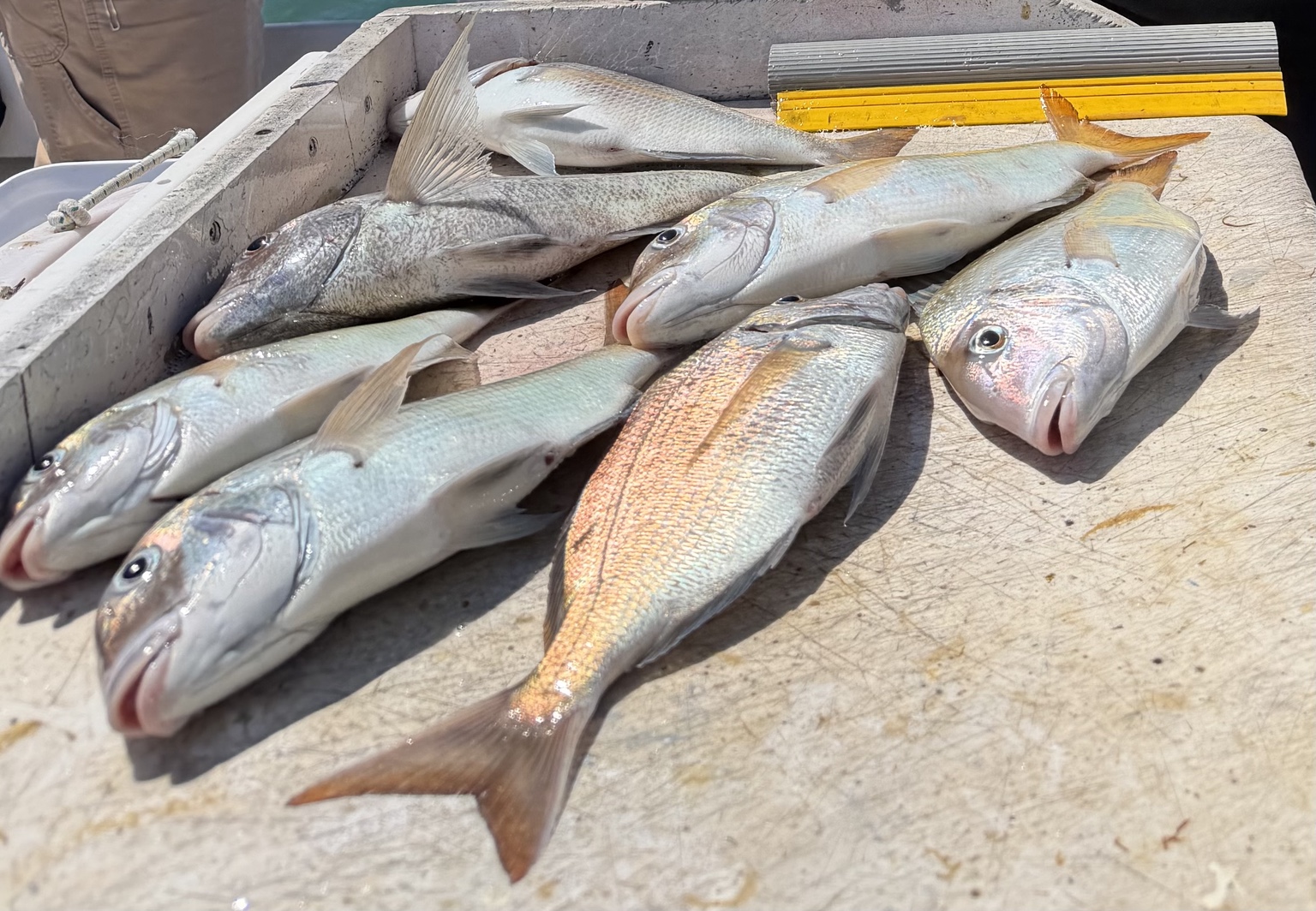 Fresh fish from a Long Island boat trip.